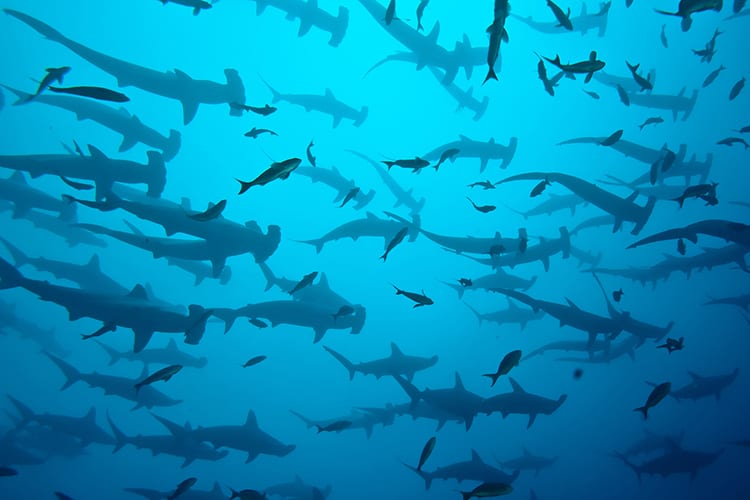 swimming with sharks bachelor party ideas